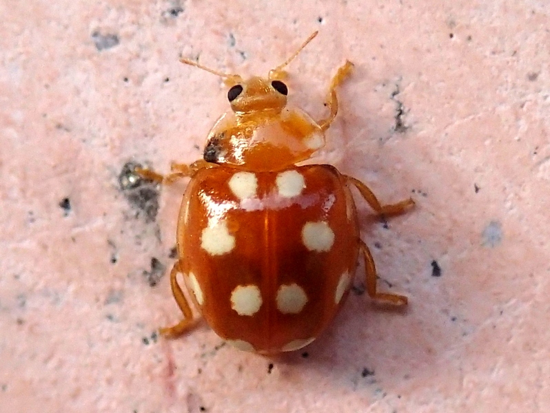 Coccinella dai dodici punti